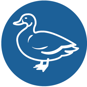 Ente