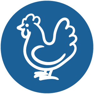 Huhn