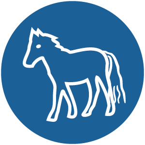 Pferd