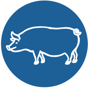 Schwein